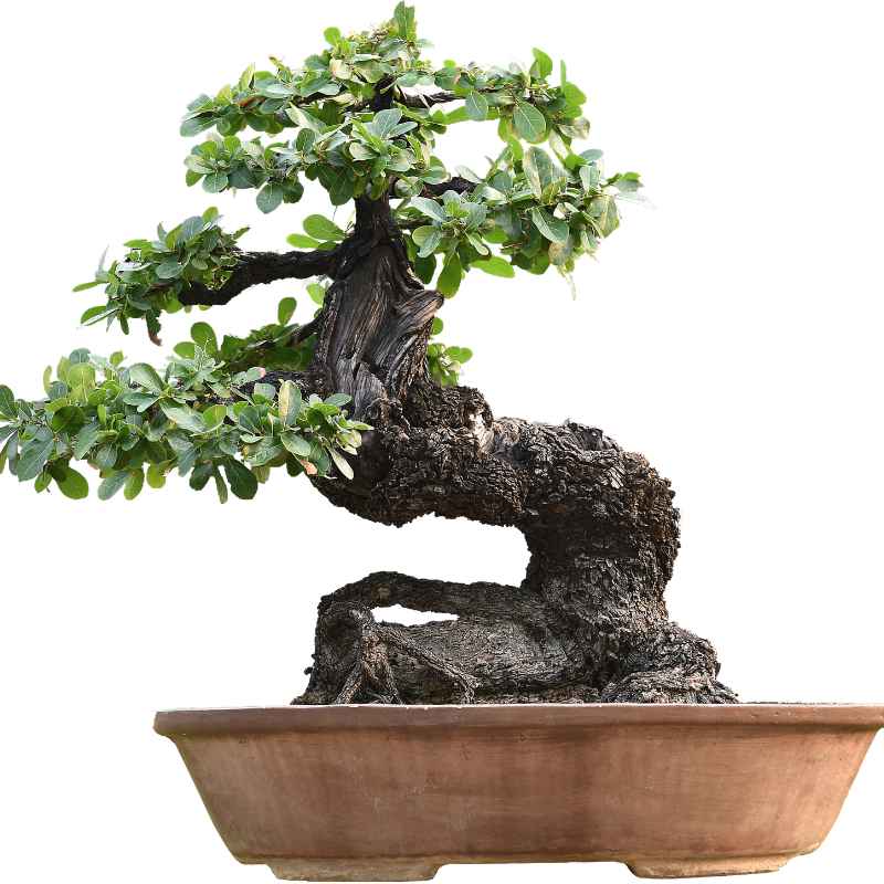 Caring for Your Symbolically Rich Bonsai