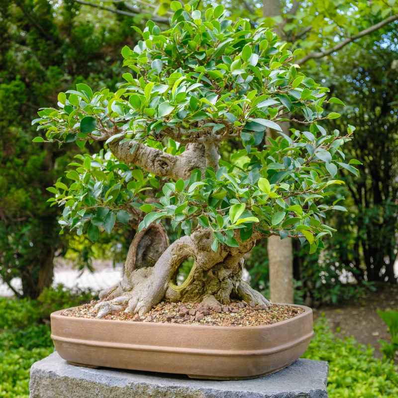 Discovering Bonsai at Denver Botanical Gardens
