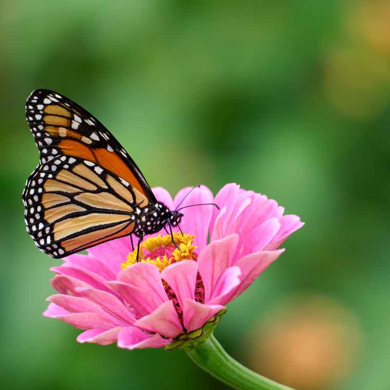 Exploring the ABQ Botanical Gardens and Their Butterfly Features