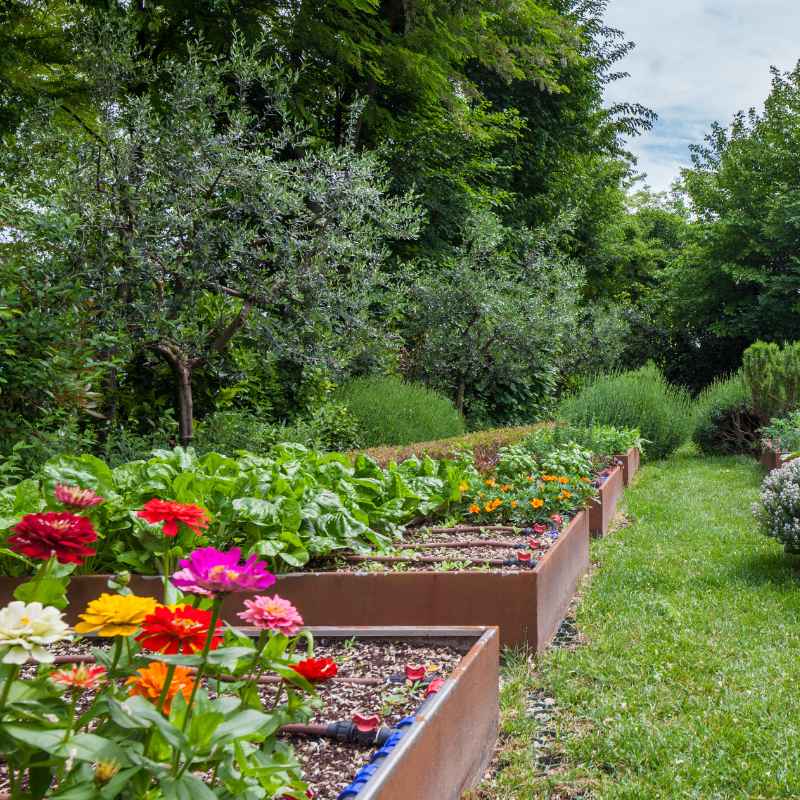 Finding the Best Garden Starts