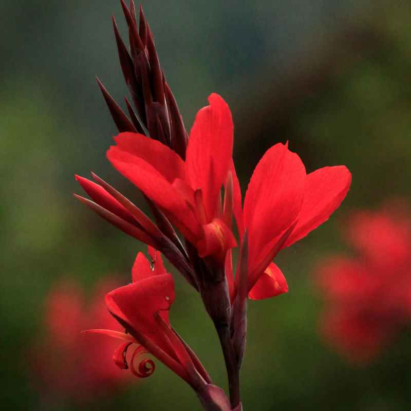 How Many Canna Bulbs Should I Plant Together