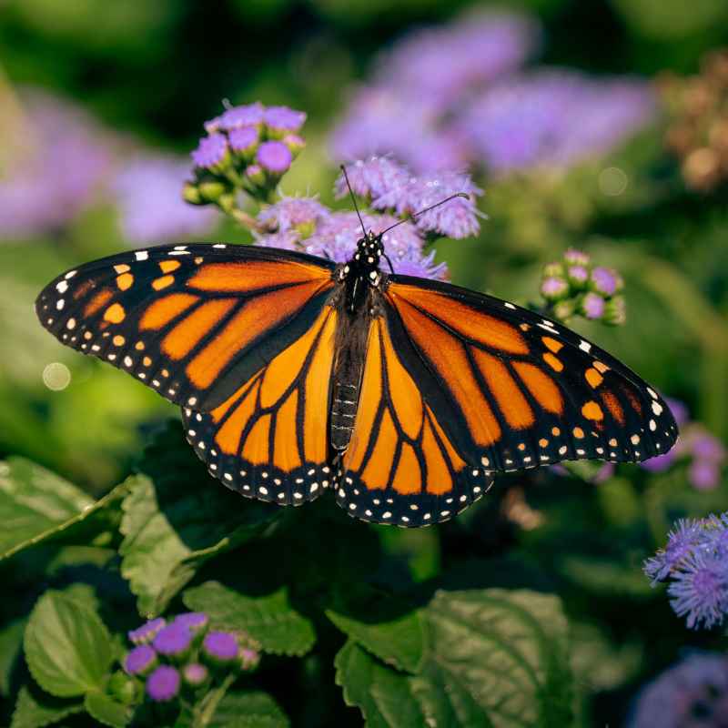 Infographic-Style Section: Butterfly Exhibit vs. Regular Visit
