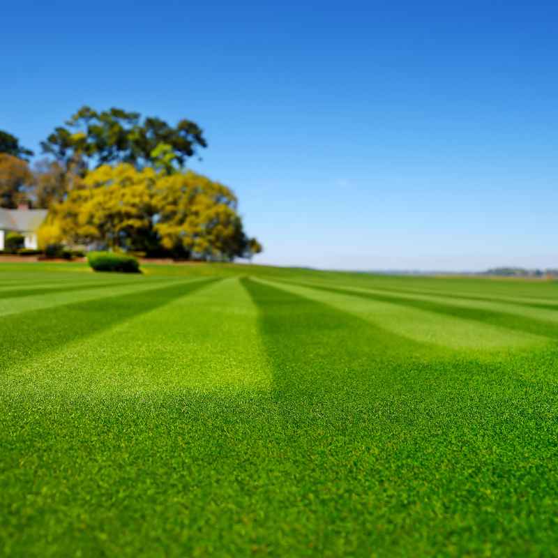 Long-Term Mowing Practices for a Great Lawn