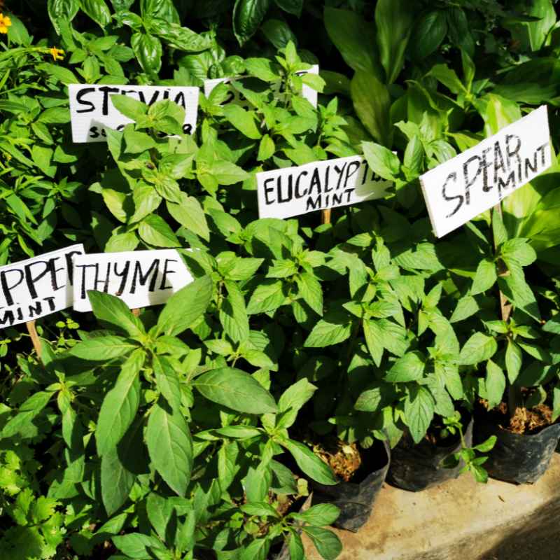 Making Your Own Labels at Home