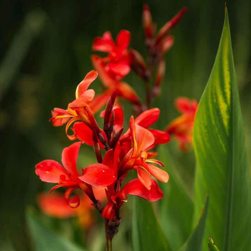 My Own Close Call with Overcrowding Cannas