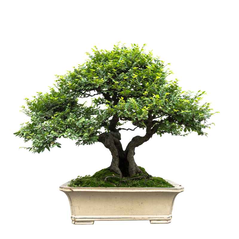 My Own Logwood Bonsai Experience