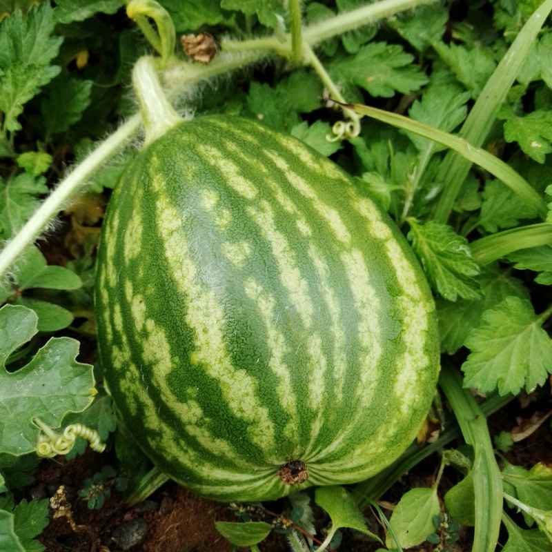 Quick Fixes & Tips for Planting Success