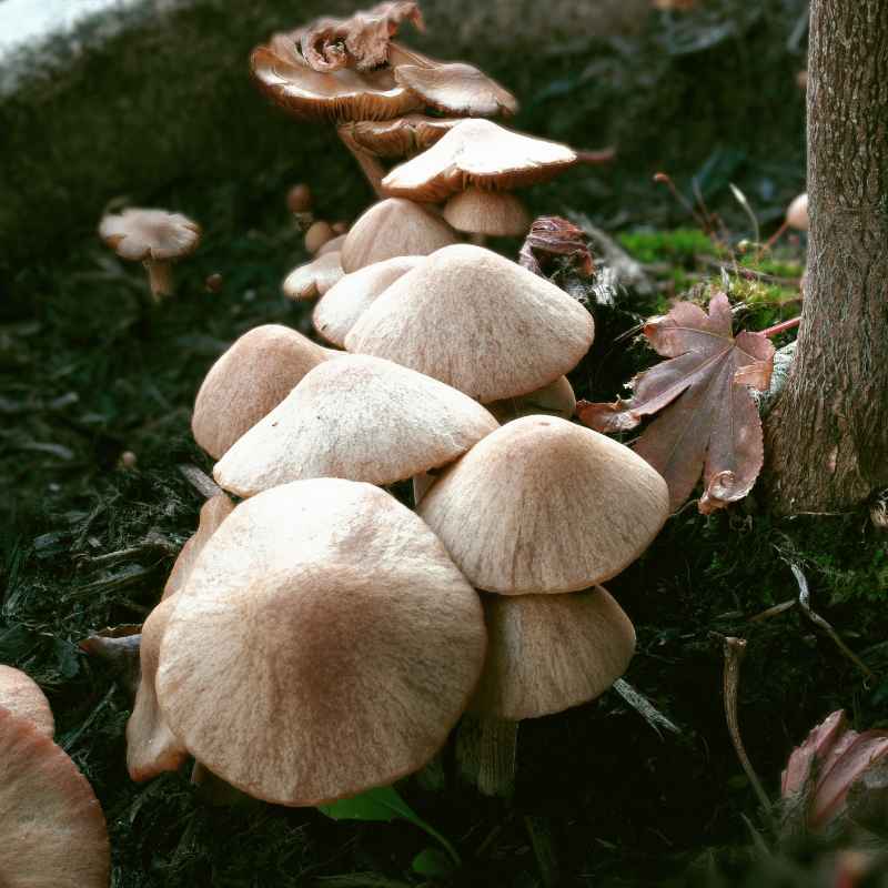 Quick Tips for Appreciating Fungi and Plants