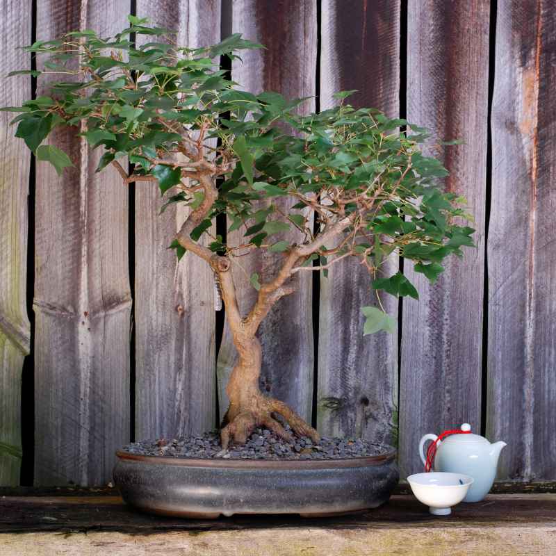 Quick Fixes and Tips for Speedy Growth