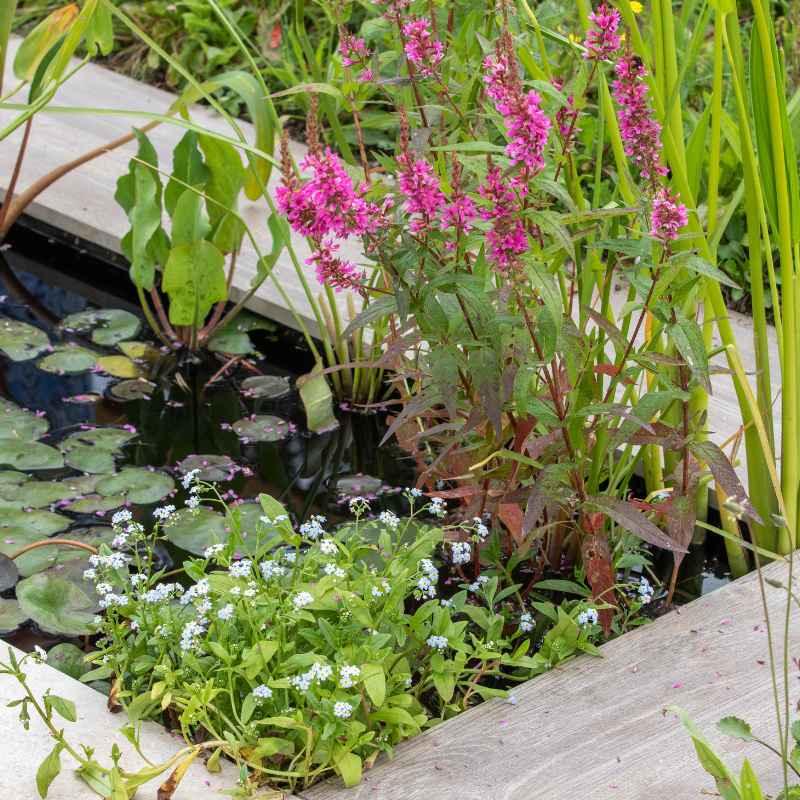 Quick Fixes and Tips for Using Pond Water
