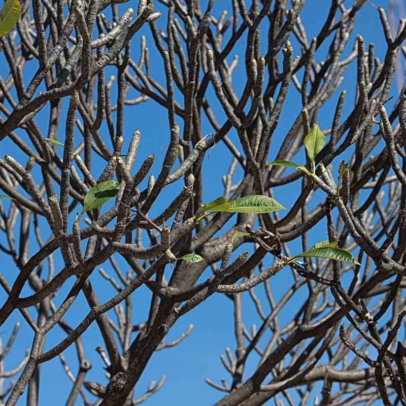Quick Tips for Appreciating Plant History