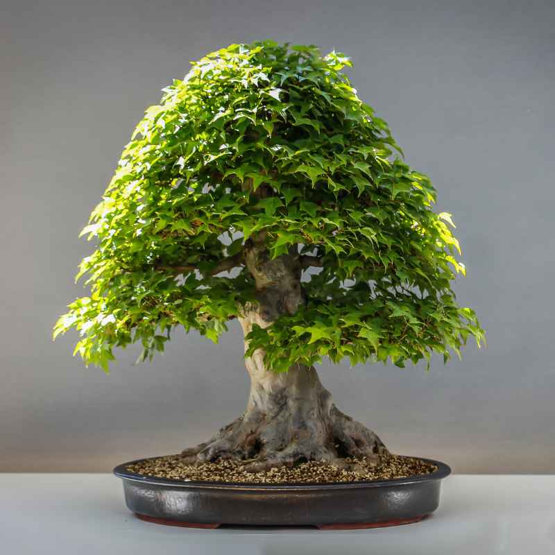 Quick Tips for Encouraging Trunk Thickening