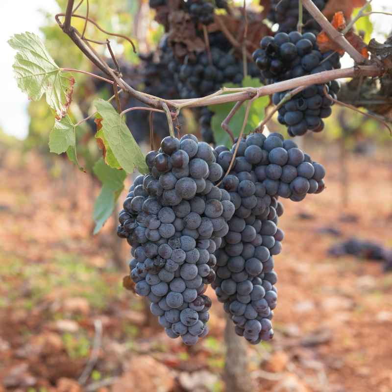 Quick Tips for Grape Growing Success