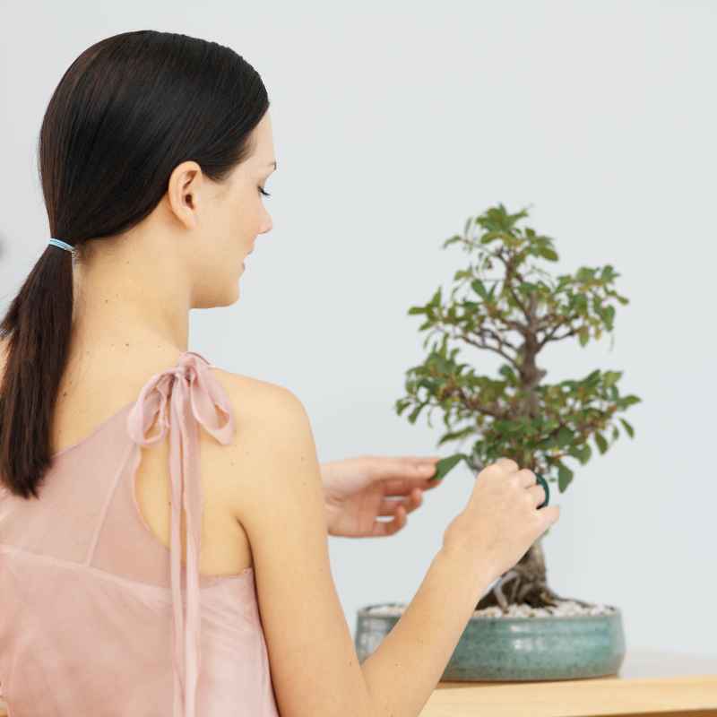 Quick Tips for Happy Bonsai Fig Light