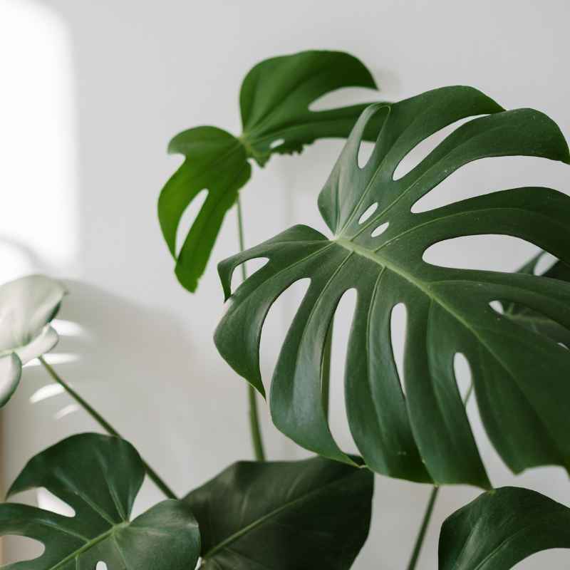 Quick Tips for Happy Plants