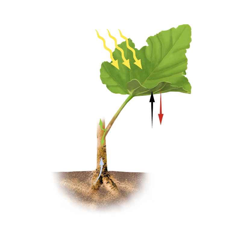 Quick Tips for Healthy, Photosynthesizing Plants