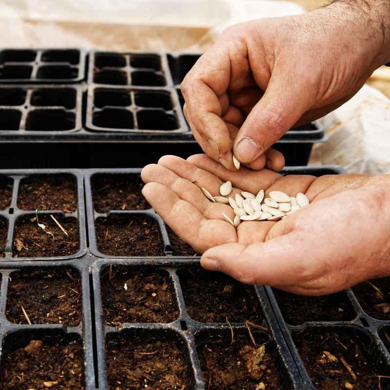 Quick Tips for Maximizing Seed Life