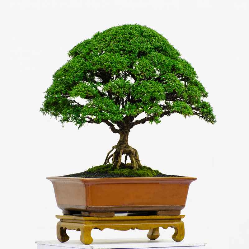 Quick Tips for Outdoor Juniper & Cypress Bonsai