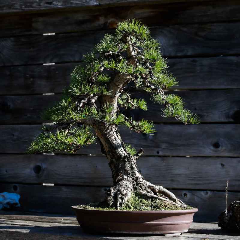 Quick Tips for Perfect Picea Mariana Watering