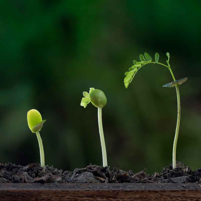 Quick Tips for Planting Prepared Seeds