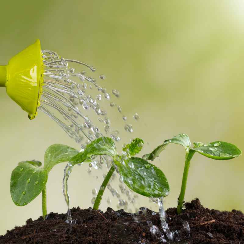 Quick Tips for Supporting Plant Water Movement