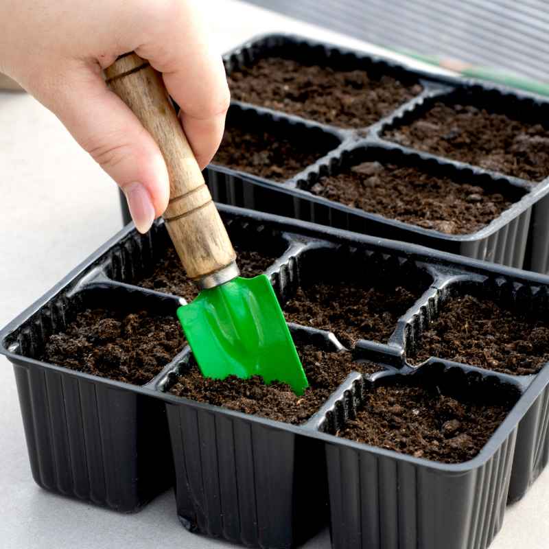 Quick Tips for Tomato Success
