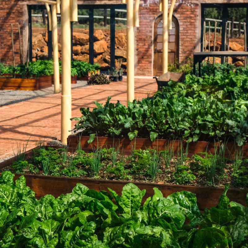 Quick Tips for Vertical Vegetable Success