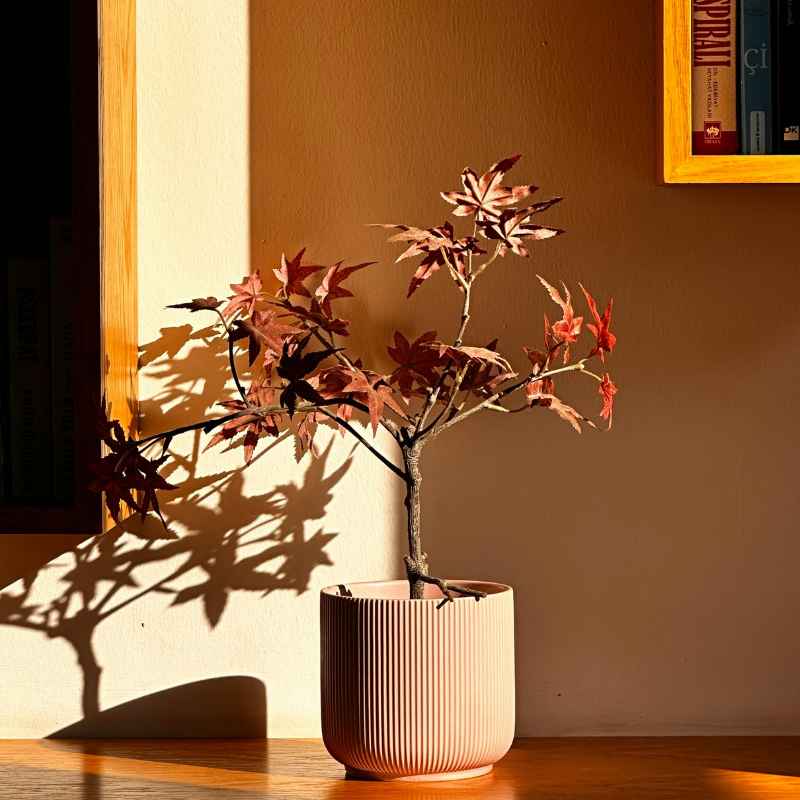 Quick Tips for a Healthy Bonsai Japanese Maple
