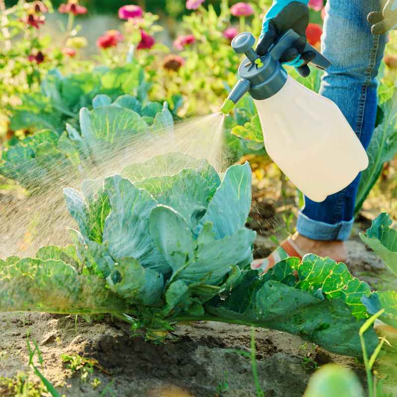 Quick Tips for a Healthy Garden