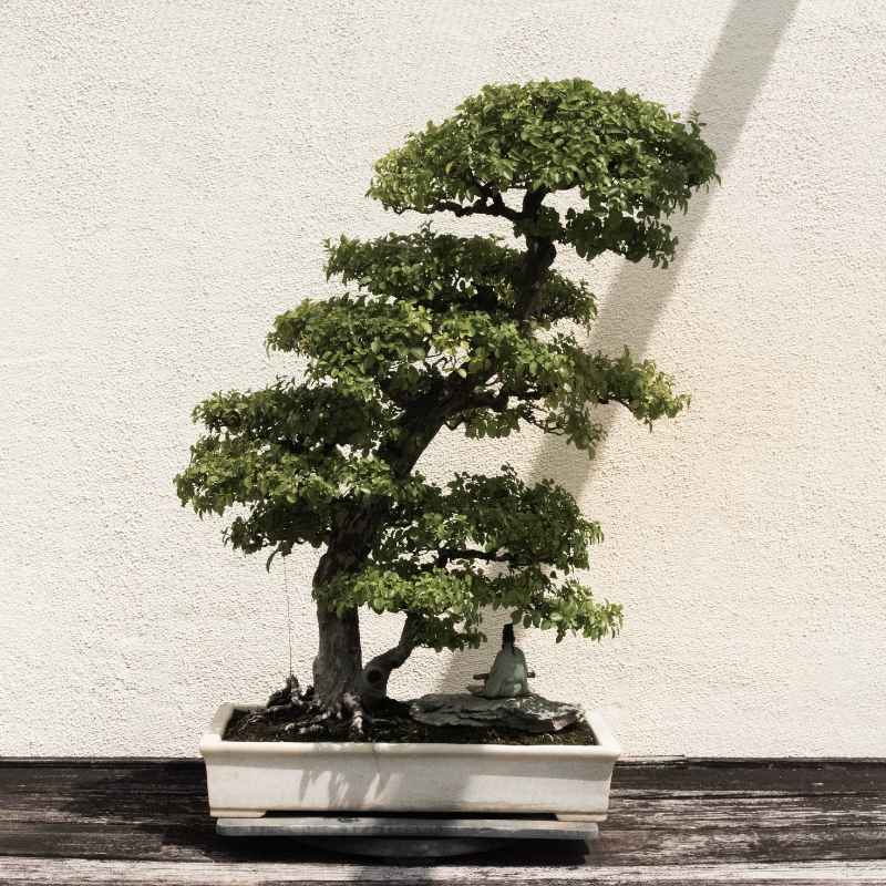 Simple Tips for Spruce Bonsai Success