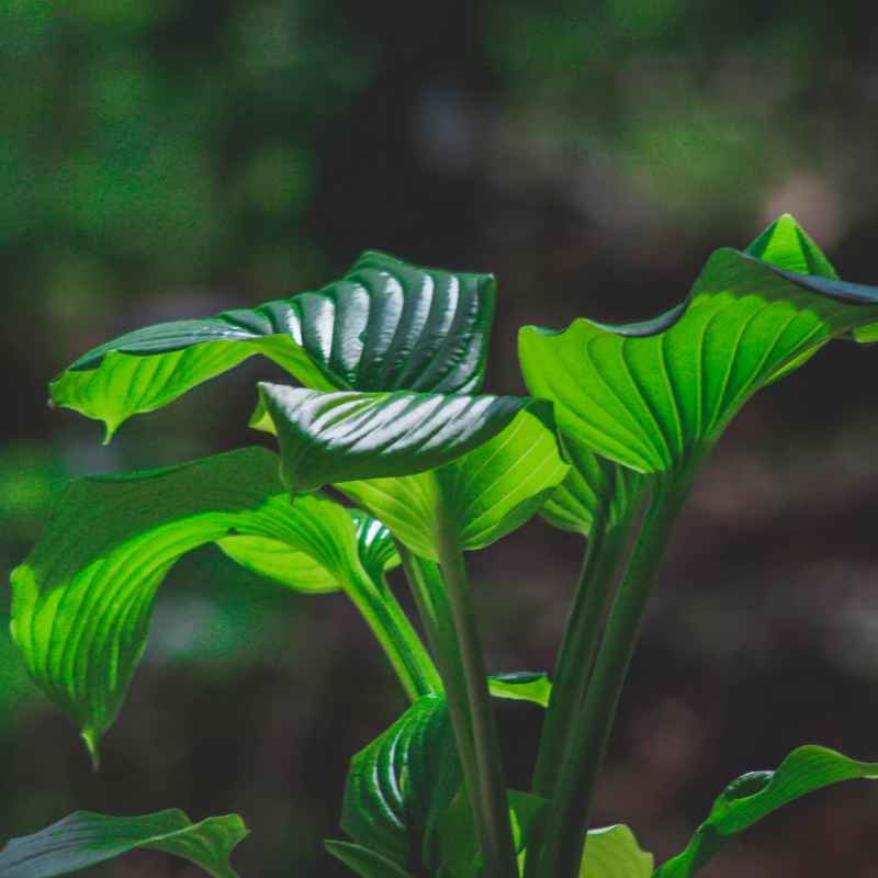 Simple Tips to Support Photosynthesis