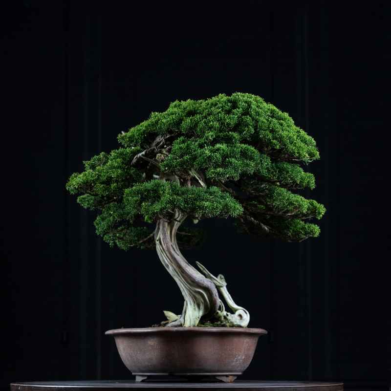 The Anniversary Bonsai as a Symbol