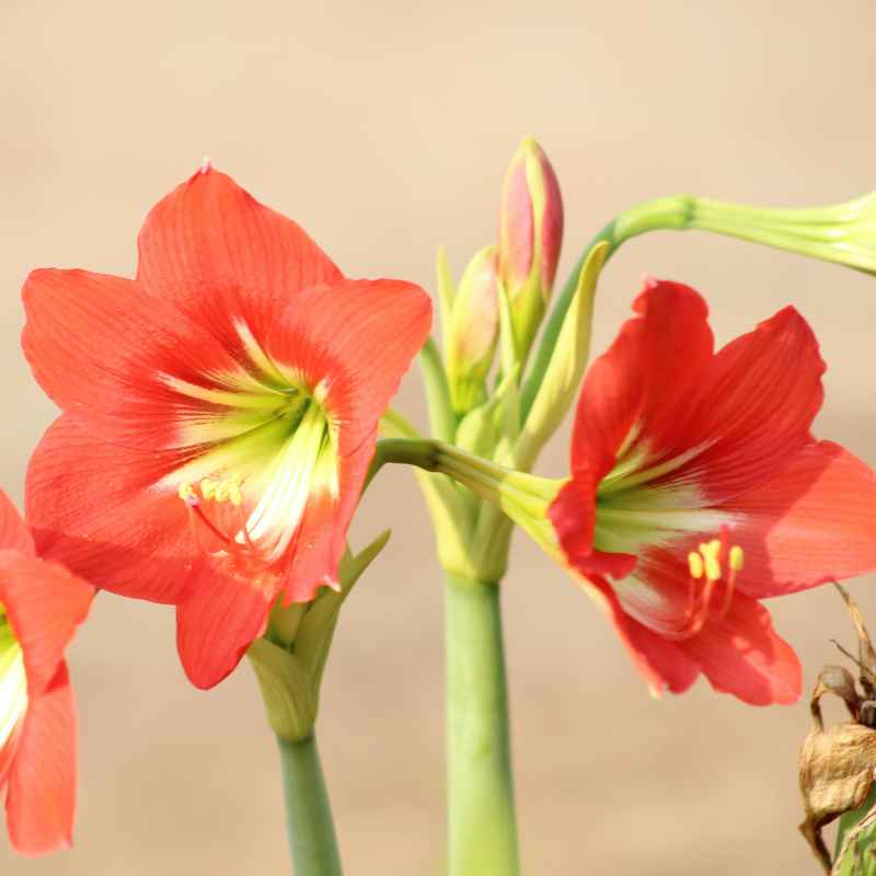 The Art of Timing Your Amaryllis Planting
