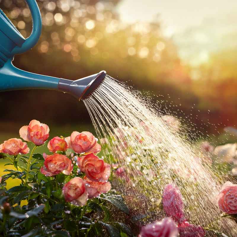 The Blooming Purpose