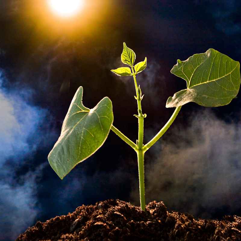 The Core of Photosynthesis
