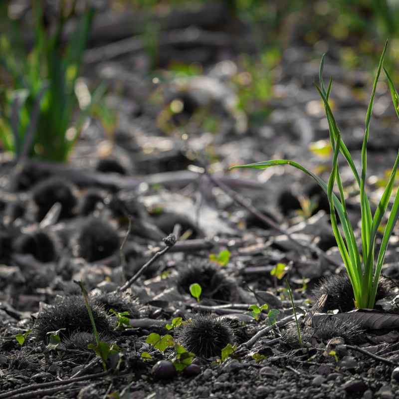 The Dawn of Land Life
