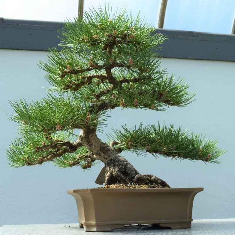 The Ideal Japanese Elm Bonsai