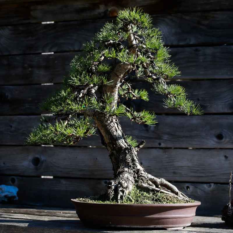 The Keeper of the Miniature Forests