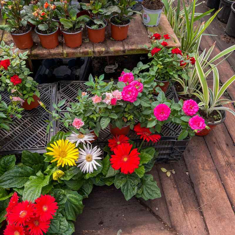 The Long-Term Success of Container Gardening