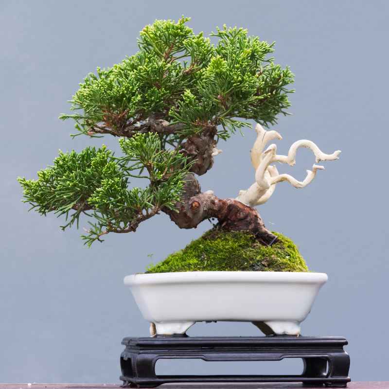 The Science Behind Bonsai Trunk Growth