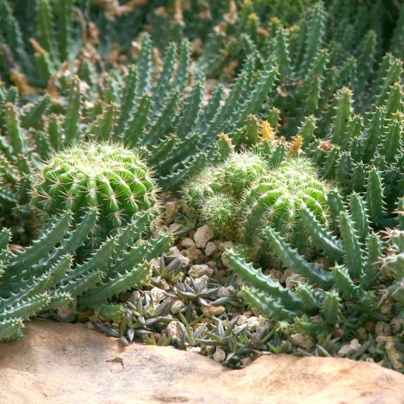 Tips for Dry Gardens