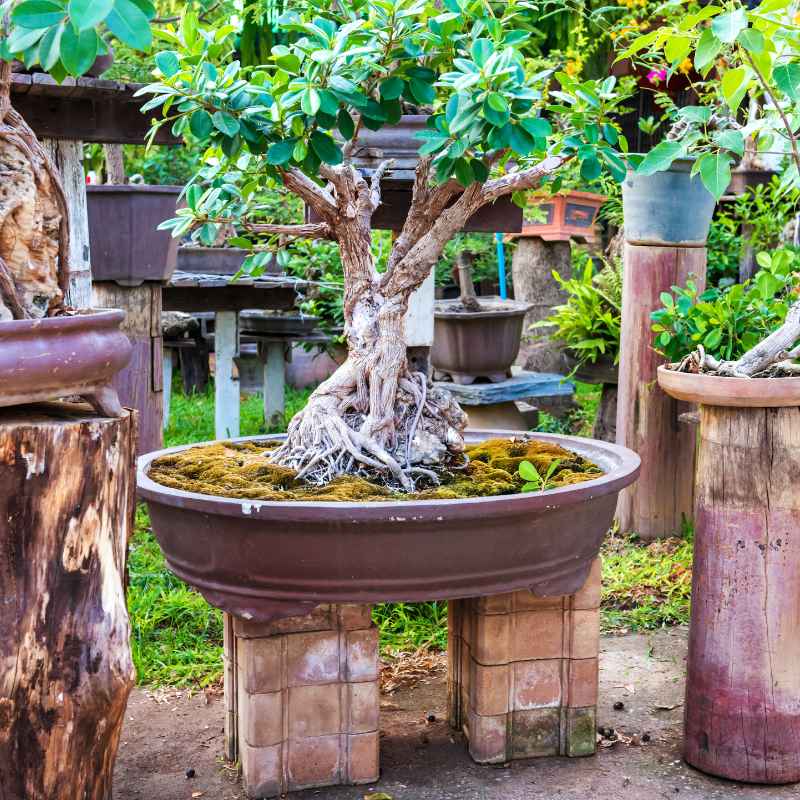 Tips for Enjoying the Bonsai