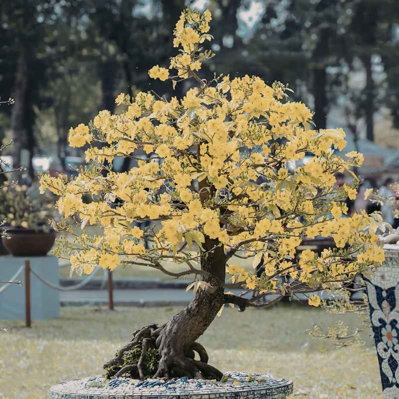Understanding Aphids on Your Bonsai