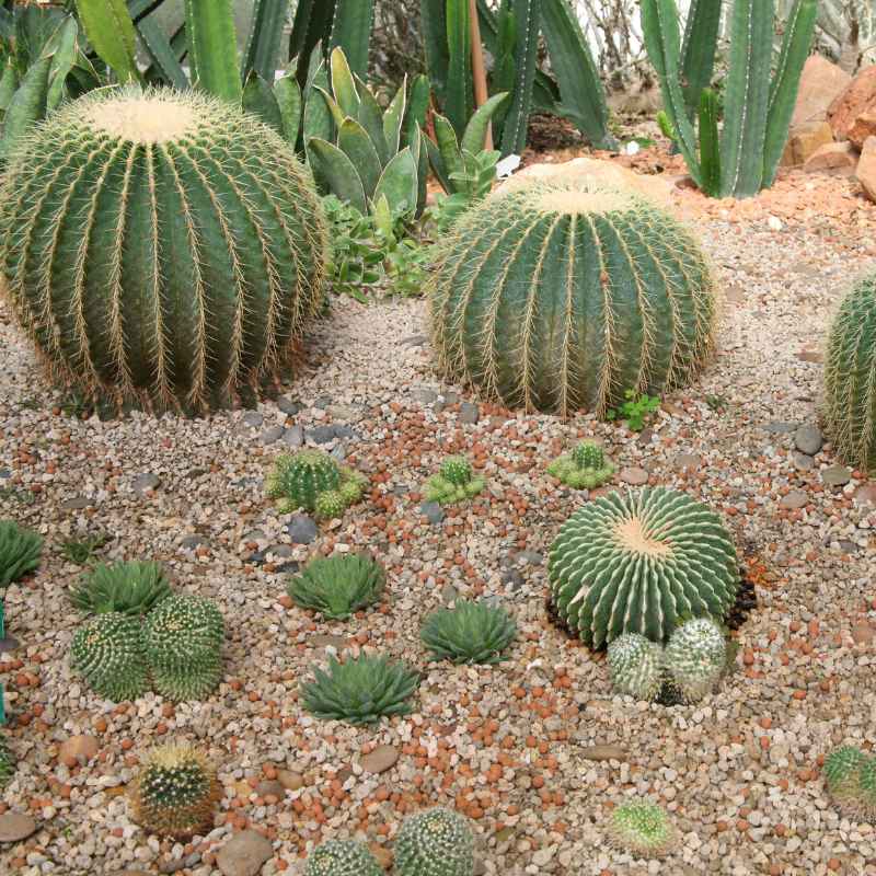 Understanding Arid Biomes