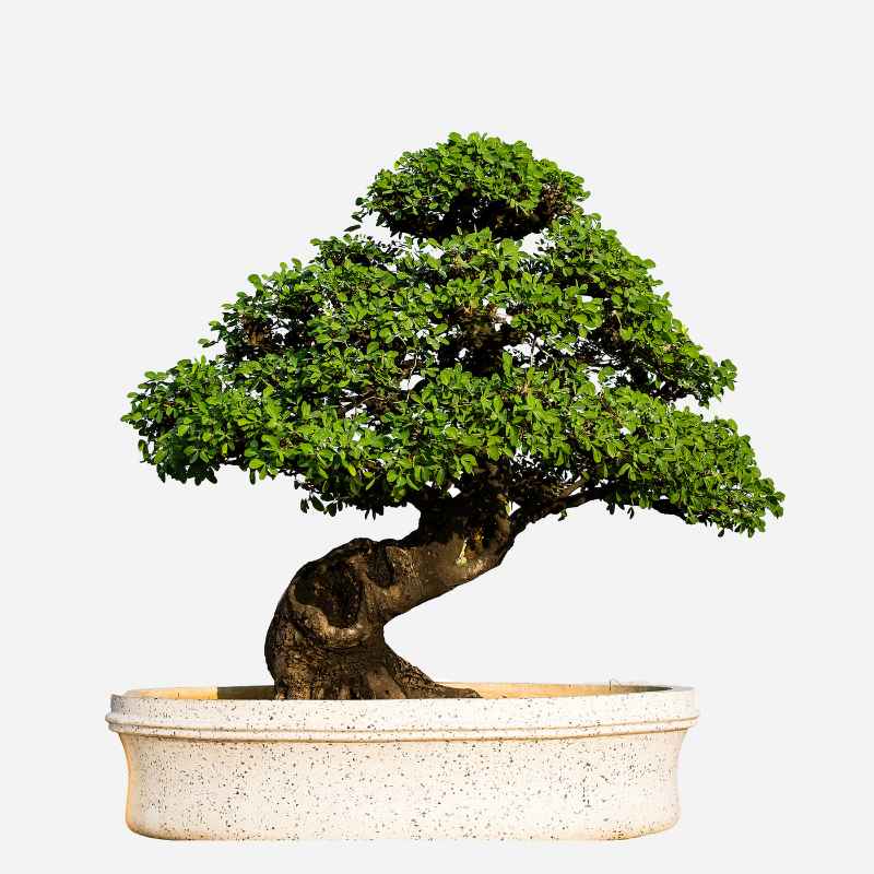Understanding Bonsai Fertilizer Pellets