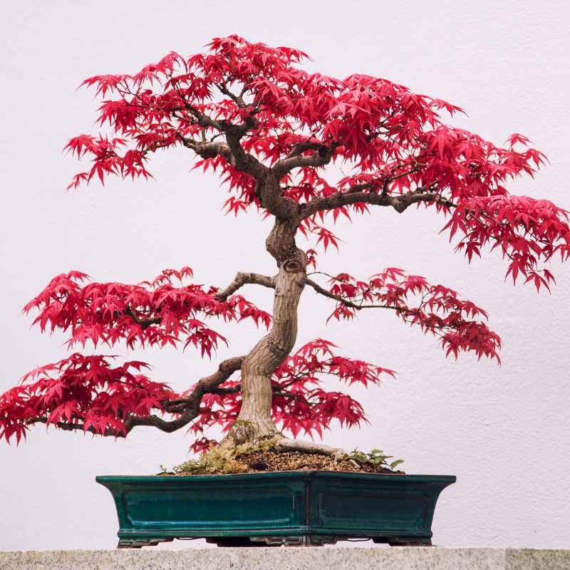 Understanding Bonsai Japanese Maples and Their Needs