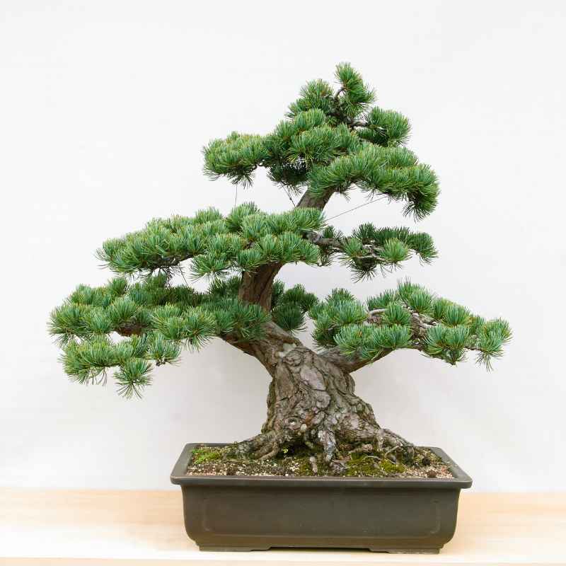 Understanding Bonsai Pot Drainage