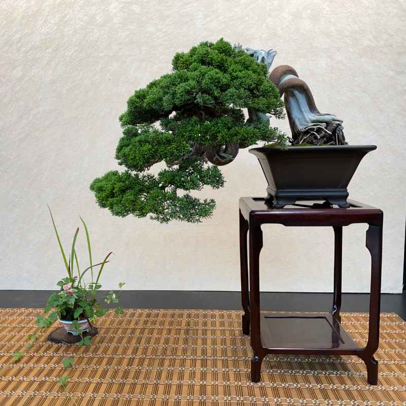 Understanding Bonsai Spruce vs. Regular Spruce