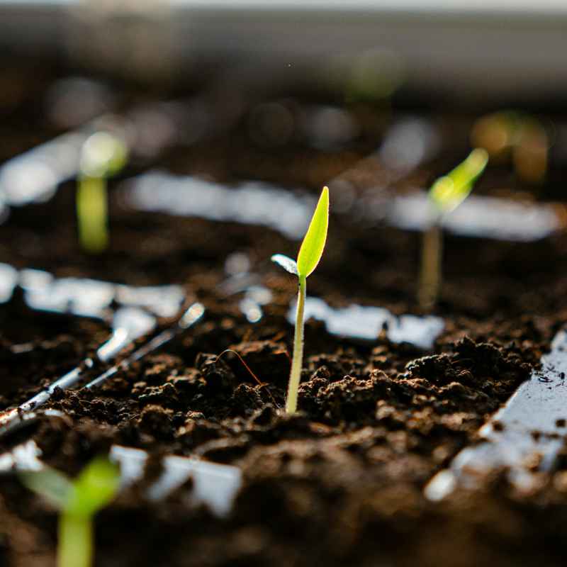 Understanding Fall Broccoli Planting