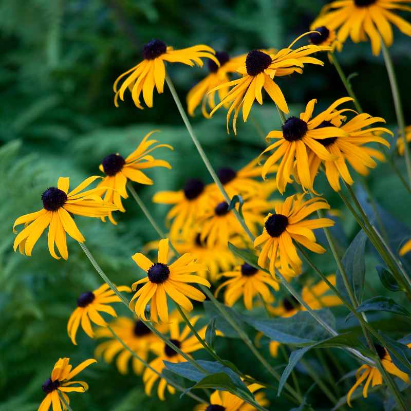 Understanding Fall Sowing for Black-Eyed Susans